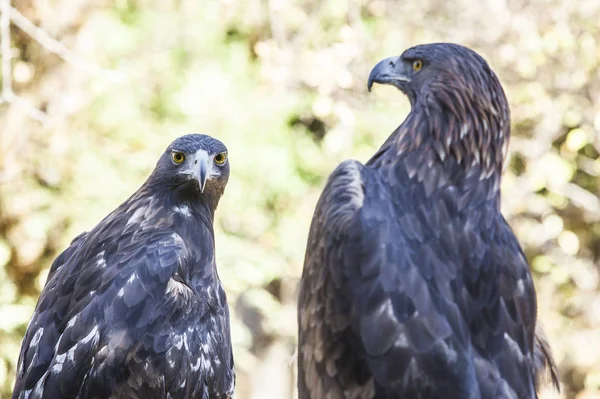 Paar Iberische Golden Eagles Aquila Chrysaetos Caceres Spanje — Stockfoto