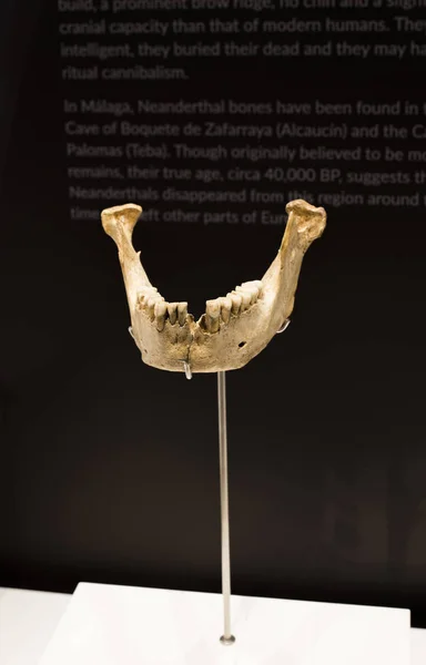Malaga Hiszpania Września 2018 Neandertalczyk Żuchwy Jaskini Zafarraya Muzeum Malaga — Zdjęcie stockowe