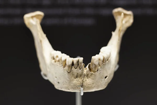 Malaga Spanyolország 2018 Szeptember Neandervölgyi Állkapocscsont Zafarraya Barlang Múzeum Malaga — Stock Fotó