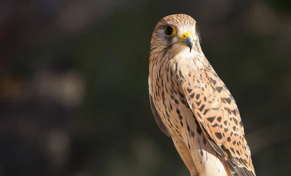 Feminino Menor Kestrel Empoleirado Falco Naumanni — Fotografia de Stock