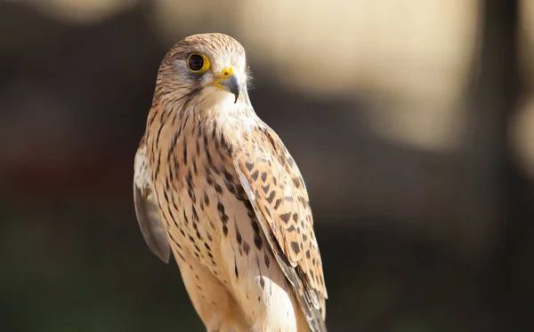 Female Lesser Kestrel Perched Roost Wounded Animal Bird Rescue Center — Stock Photo, Image