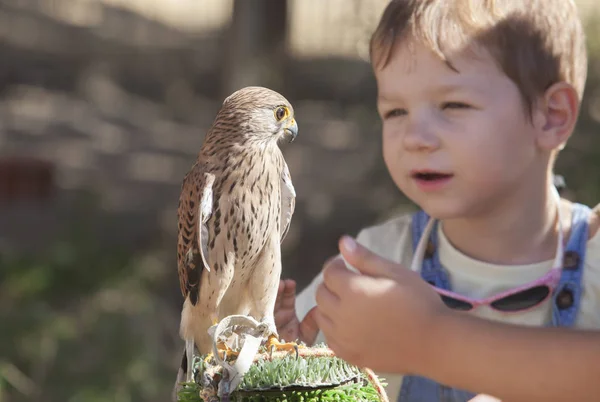 Child Boy Wounded Lesser Kestrel Bird Rescue Center Environmental Education — Stock Photo, Image