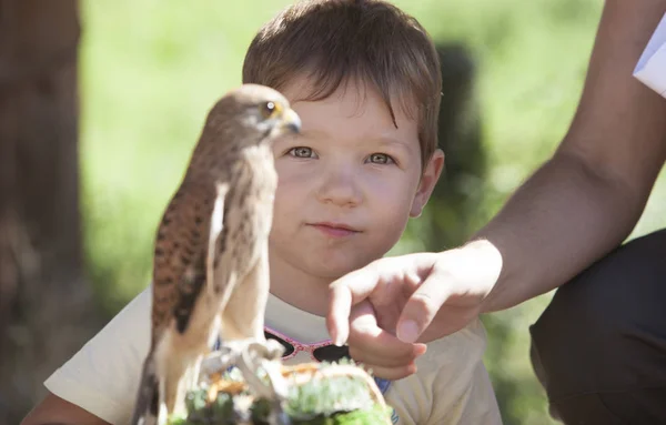 Child Boy Wounded Lesser Kestrel Bird Rescue Center Environmental Education — Stock Photo, Image