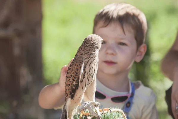 Kind Jongen Met Gewonde Kleine Torenvalk Centrum Van Redding Van — Stockfoto