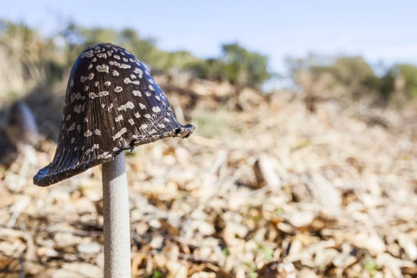 Szarka Inkcap Vagy Ráncos Picacea Közötti Növekvő Betakarított Cork Fák — Stock Fotó