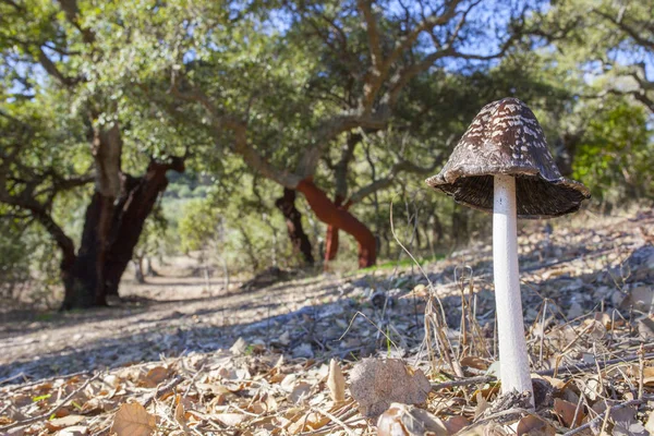 Ekster Inkcap Grote Picacea Groeit Tussen Geoogst Cork Bomen Dehesa — Stockfoto