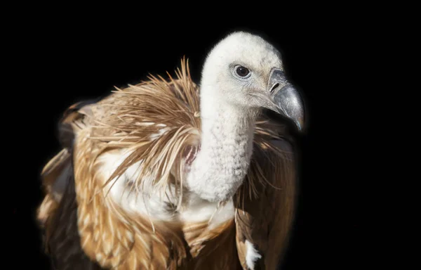 Griffon Vulture Gyps Fulvus Empoleirados Extremadura Espanha Fundo Escuro — Fotografia de Stock