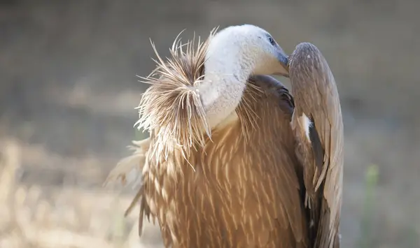 Griffon Vulture Gyps Fulvus Perched Extremadura Spain Animal Cleans Its — Stock Photo, Image