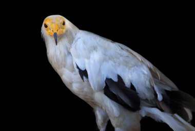 Mısır akbabası veya Neophron percnopterus. Siyah arka plan üzerinde izole. Sierra de Fuentes, Caceres, İspanya