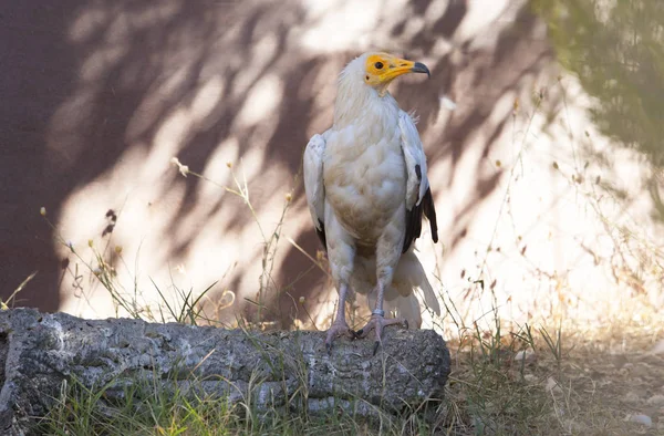 Caceres Spagna Avvoltoio Egiziano Neophron Percnopterus Los Hornos Wildlife Rescue — Foto Stock
