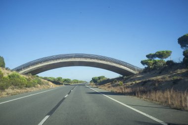 Iberian Lynx bridge over N-442 road, Huelva, Spain. Dangerous road because wildlife car hits clipart