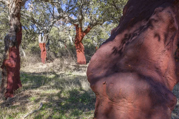 Troncos Desnudos Robles Maíz Después Cosecha Corcho Saca Corcho Puede — Foto de Stock