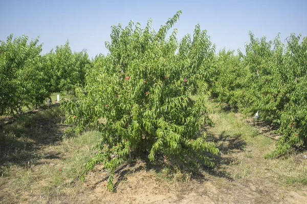 Nektarynka Plantacji Drzew Owoców Dojrzewających Środku Lata Badajoz Hiszpania — Zdjęcie stockowe