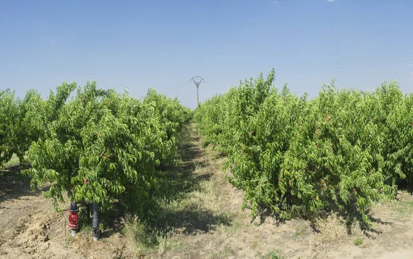 Nectarine Plantation Trees Fruit Ripening Midsummer Badajoz Spain — Stock Photo, Image