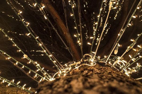 Veřejné Zahrady Kmen Zabalený Řetězcem Vánoční Led Světla Nízký Úhel — Stock fotografie