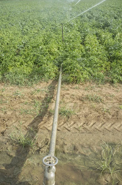 Brambory Pole Zavlažována Pivot Zavlažovací Systém Guadiana Meadows Extremadura — Stock fotografie