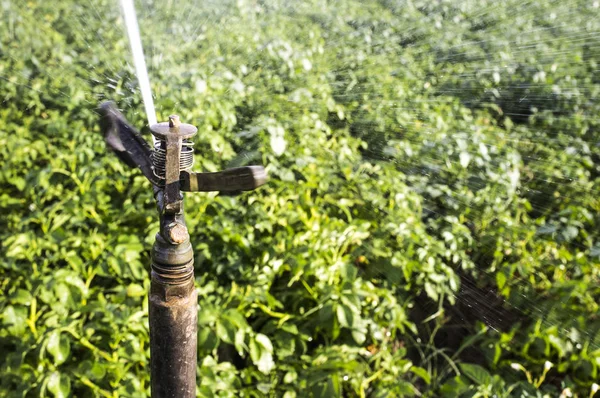 Full Cirkel Inverkan Sprinkler Jobbet Över Gröna Fält Guadiana Ängar — Stockfoto