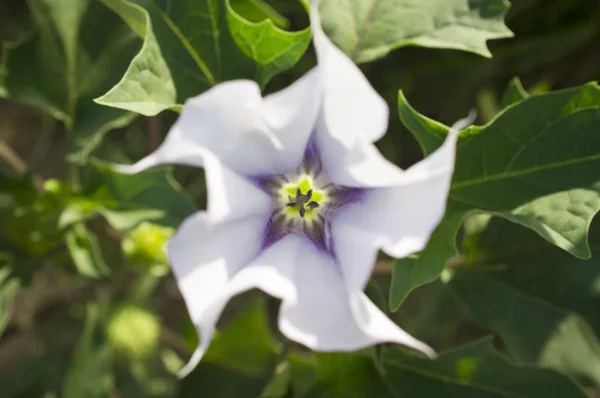 Datura Stramonium Conocida Inglés Como Jimsonweed Devil Snare Overhead Shot — Foto de Stock