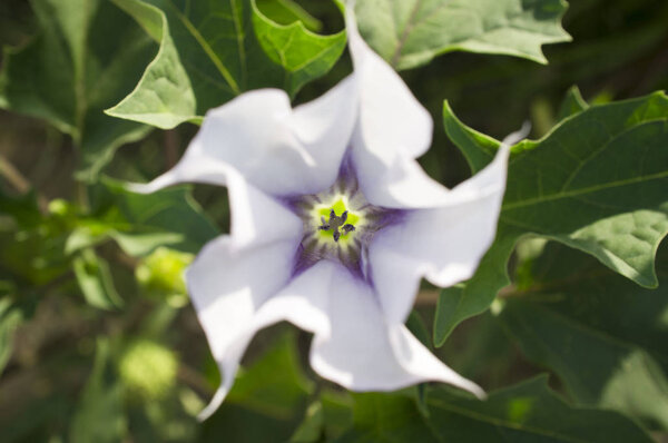 Datura stramonium, известный по-английски как Jimsonweed или дьявольская ловушка, снимок цветка с выборочной фокусировкой
