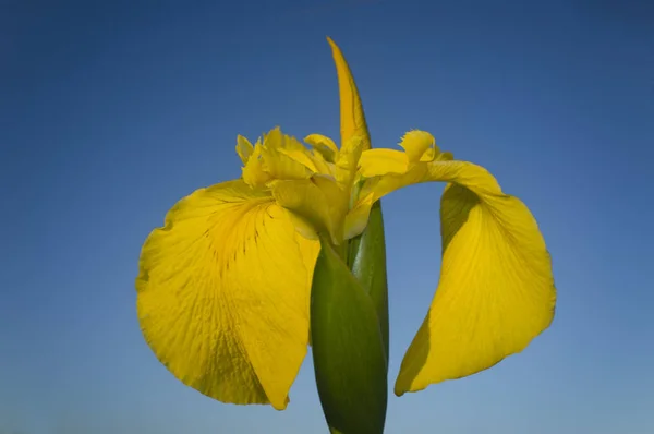 Pseudacorus 노란색 노란색 아이리스 플래그입니다 — 스톡 사진