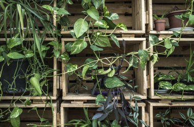 Eski yapılan dikey kapalı bahçe ahşap kutuları geri dönüştürülmüş. Yumuşak gürültü