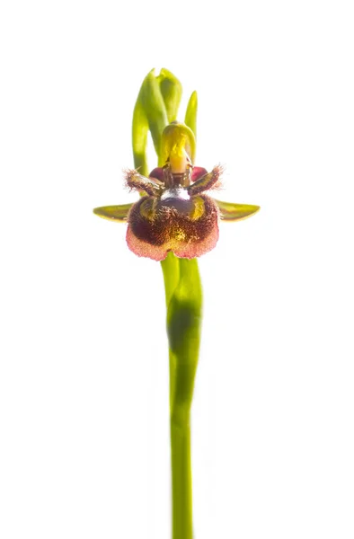 Ophrys Speculum Зеркальная Орхидея Изолированный Фоне — стоковое фото