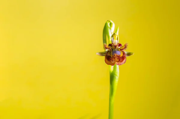 Ophrys Speculum Orquídea Espelhada Isolado Sobre Fundo Amarelo — Fotografia de Stock