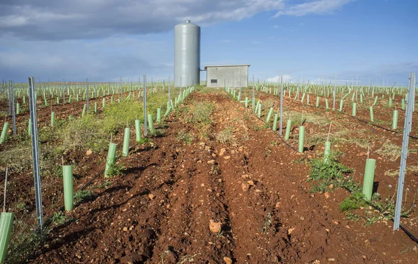 用滴水系统灌溉的葡萄藤 可见管道 水箱和泵站 — 图库照片