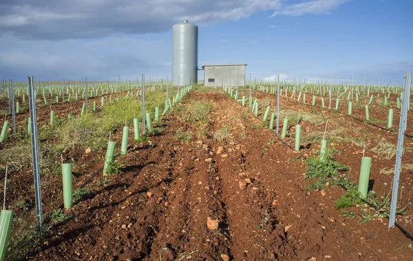 Vinhas Irrigadas Com Sistema Gotejamento Tubos Tanque Água Estação Bombeamento — Fotografia de Stock