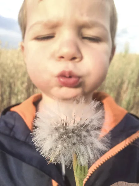 Jaar Jongen Paardebloemen Blazen Bij Granen Veld Closeup — Stockfoto