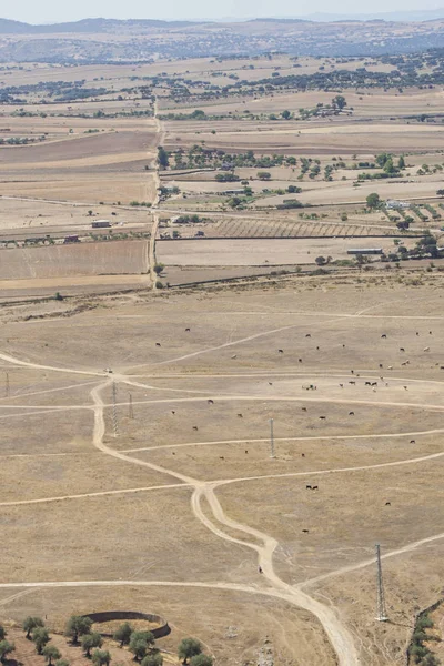 阿康切尔在西班牙的鸟图 半干旱气候中夏季牧场放牧的牛 — 图库照片