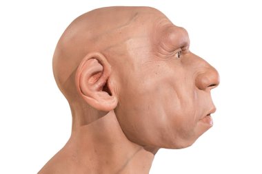 Hayat Neandertal büstü. Yandan