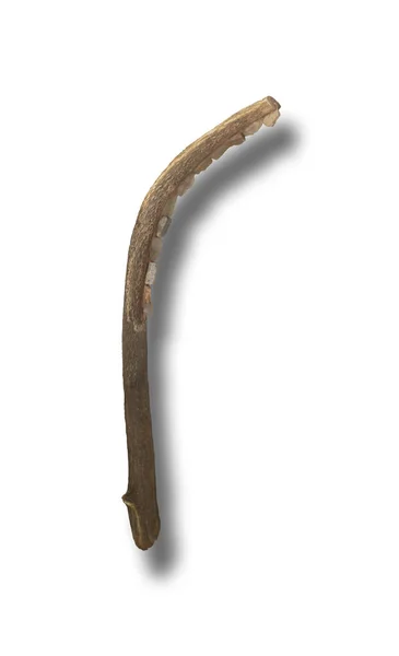 Neolit sierp z silex ostrza — Zdjęcie stockowe