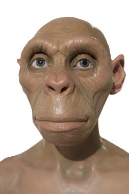 Hayat Homo Erectus büstü. Önden Görünüm
