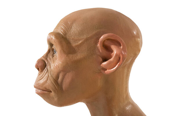 Life-sized Homo Erectus bust. From the side