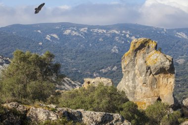 Reina Mora banyoları, Cadiz, İspanya uçan griffon akbaba