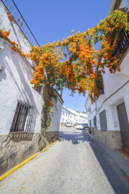 Balkonlardan asılı turuncu trompet asma, Jimena de la fronter