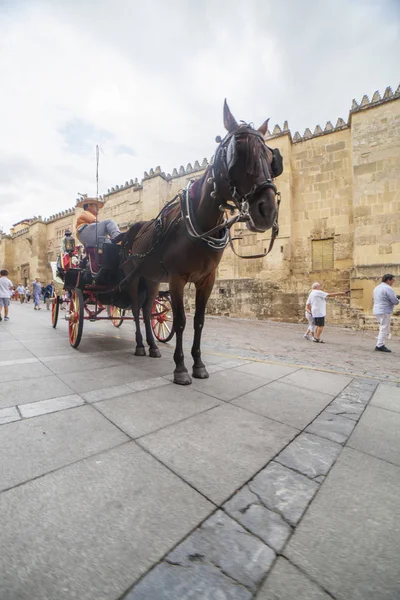 Carruagem de cavalos perto da Grande Mesquita, Córdoba, Espanha — Fotografia de Stock