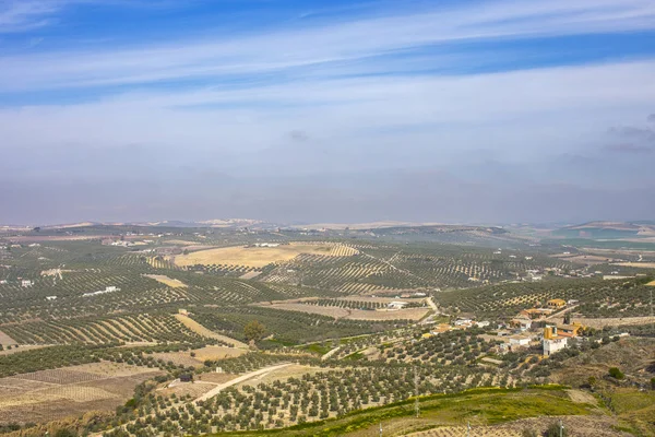 Panorâmica do campo de Montilla entre vinhas, olivais , — Fotografia de Stock