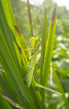 Mantis religiosa Yeşil Yetişkin kadın
