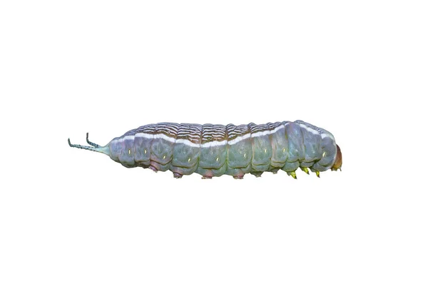 Puss Moth Caterpillar eller Cerura Iberica — Stockfoto