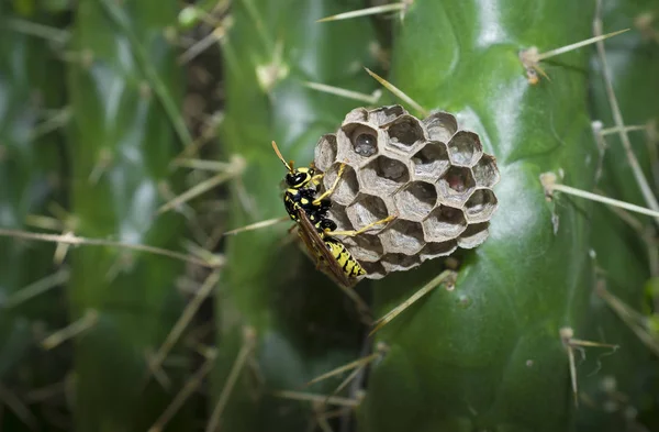 Wespen zorgzaam hun larven en eieren — Stockfoto