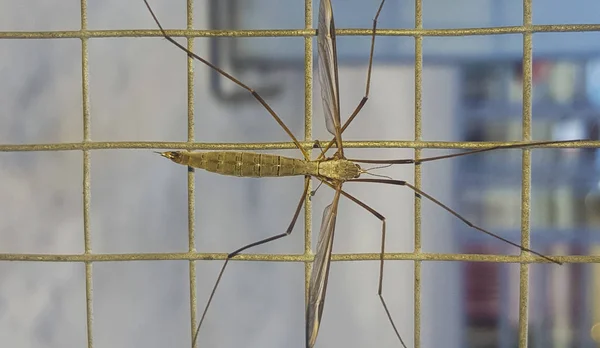 Журавлиная муха, часто ошибочно принимаемая как опасный комар — стоковое фото