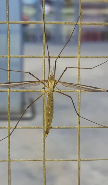 Журавлиная муха, часто ошибочно принимаемая как опасный комар — стоковое фото