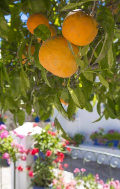 Portakal ağacının altında Endülüs avlusu