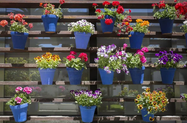 Vertikaler Garten voller befestigter blauer Blumentöpfe — Stockfoto