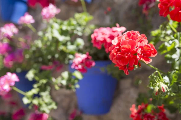 Parede abundância de vasos de flores azuis anexados — Fotografia de Stock