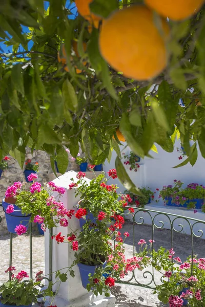 Andalusské nádvoří pod oranžovým stromem — Stock fotografie