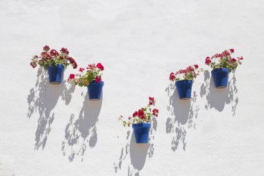 Beyazlatılmış duvar mavi saksılarla dolu