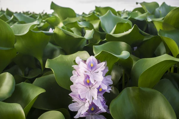 Specie invasive altamente problematiche sul fiume Guadiana, Badajoz , — Foto Stock